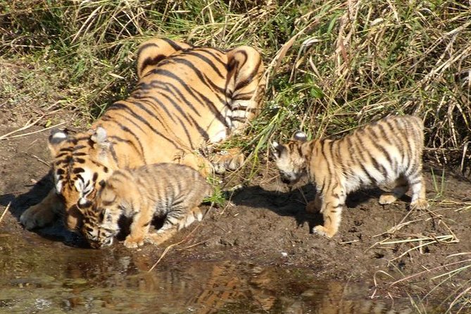 Adventures Ranthambore Wildlife Safari Tour From Delhi With Safari Rides - Safari Ride Details