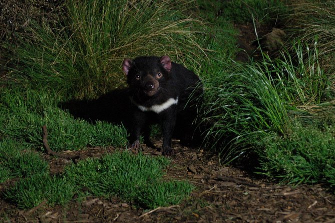 After Dark Tasmanian Devil Feeding Tour at Cradle Mountain - Guest Experiences and Reviews