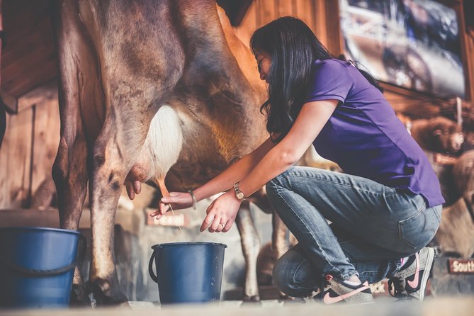 Agrodome Farm Experience Including Farm Show and Farm Tour - Rotorua - Visitor Experience