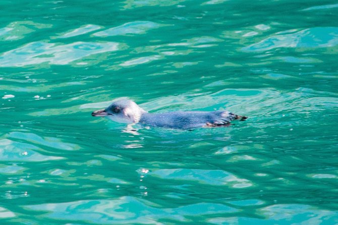 Akaroa Dolphins 〜 Harbour Nature Cruise - Wildlife Encounter Highlights