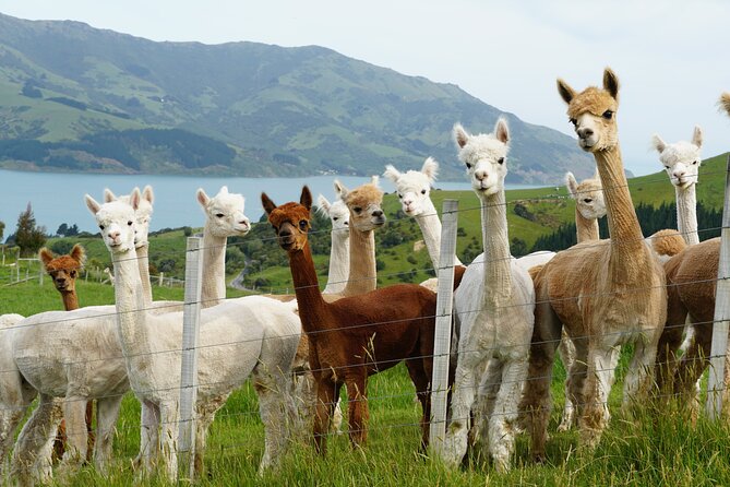 Akaroa Eco-Safari With Alpaca Farm Tour and Wine Tasting - Alpaca Farm Interaction