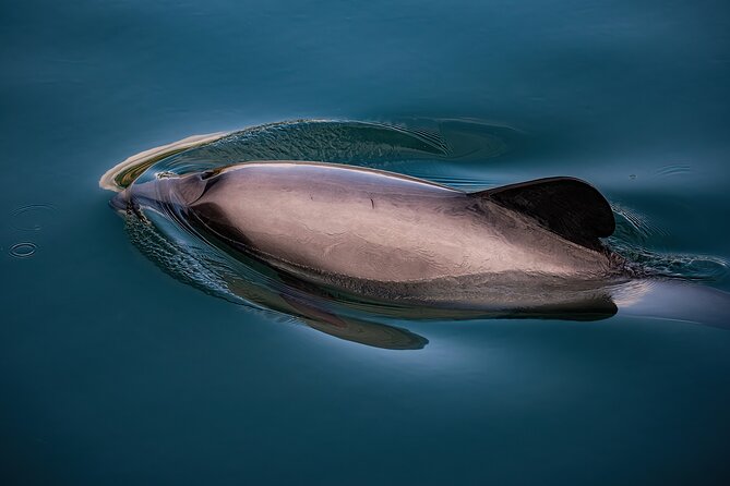 Akaroa Private Day Tour From Christchurch (Carbon Neutral) - Pickup Information