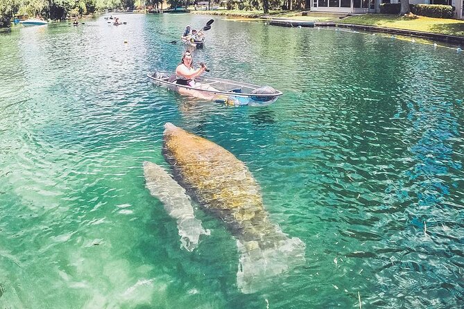 All Clear Kayak Springs & Manatees Tour Of Crystal River - Pricing Details