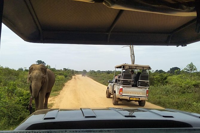 All Inclusive Udawalawe National Park Safari Day Tour From Colombo and Negombo - Accessibility Information