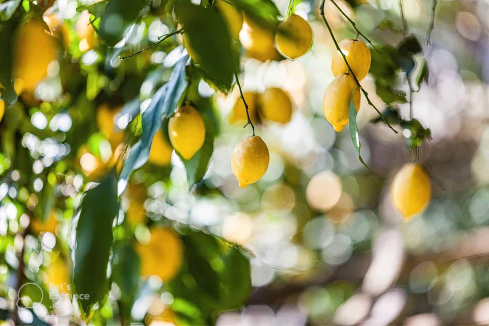 Amalfi Coast: Lemon Tour With Tasting - Culinary Experience