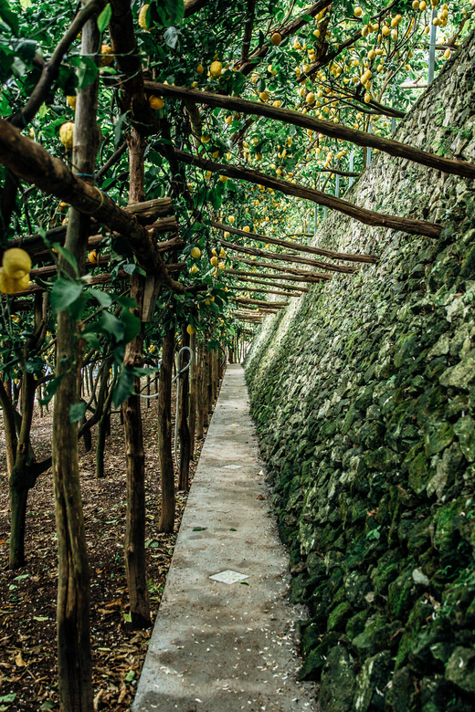 Amalfi: Vertical Lemon Farm Tour, Tastings, and Rural Museum - Important Information