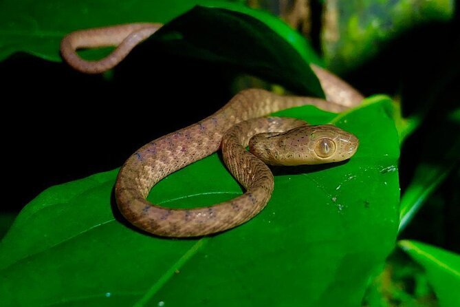 Arenal Oasis Night Walk From Arenal - Transportation and Accessibility