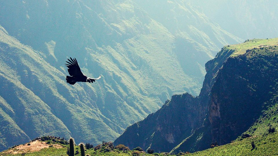 Arequipa: Full Day Colca Canyon Tour With Transfer to Puno - Detailed Itinerary