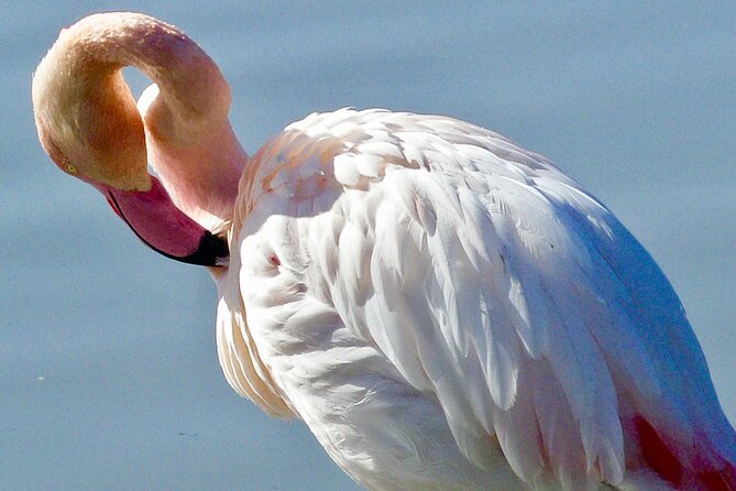 Arles and Camargue Small-Group Half-Day Tour From Avignon - Meeting Point Details