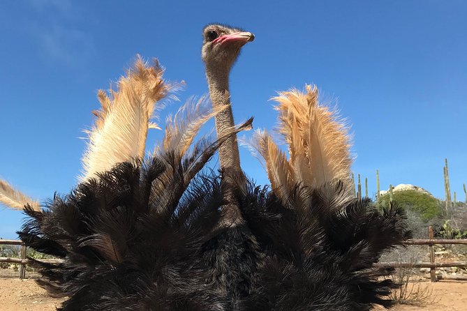 Aruba Ostrich Farm Tour With Lunch - Accessibility Features