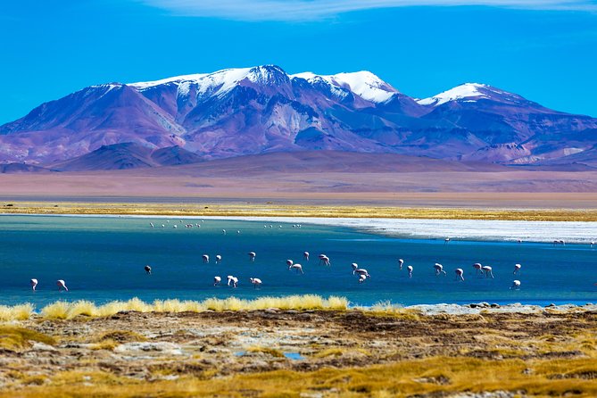 Atacama Salt Flat & Piedras Rojas Tour From San Pedro De Atacama - Tour Experience and Feedback