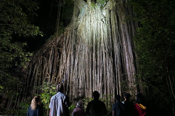 Atherton Tablelands Rain Forest by Night From Cairns - Inclusions and Amenities