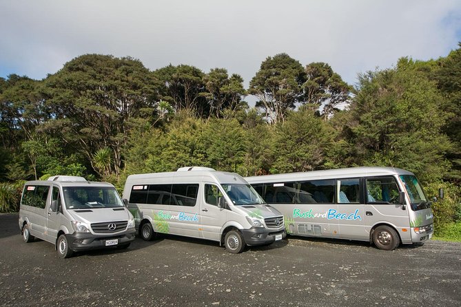 Auckland City Highlights, Afternoon Piha Beach & Rainforest Tour - Piha Beach Experience