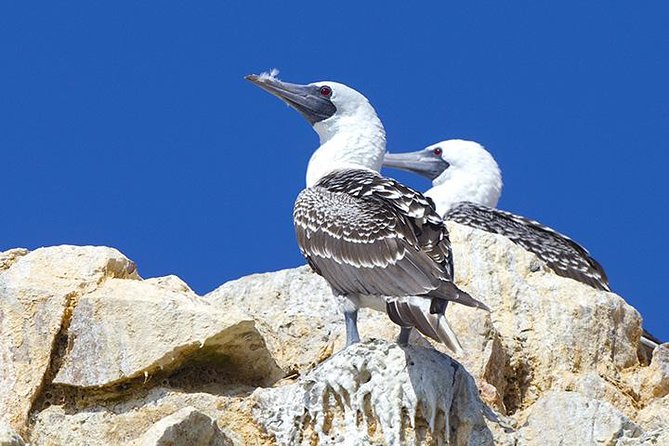 Ballestas Islands Group Tour From San Martin Port - Meeting and Pickup Details