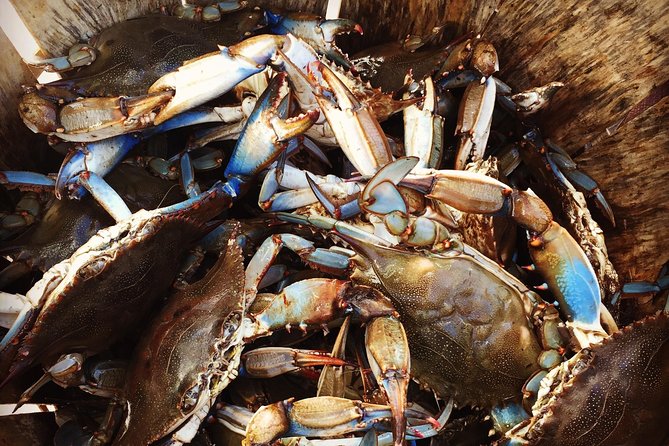 Behind the Scenes of Shem Creek Shrimp Walking Tour - Accessibility Considerations