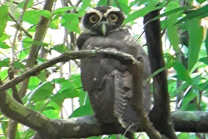 Birding in the Rainforest - Essential Birding Equipment