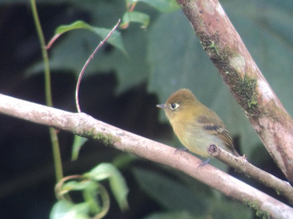 Birdwatching Tour at Mistico Park - Accessibility Features