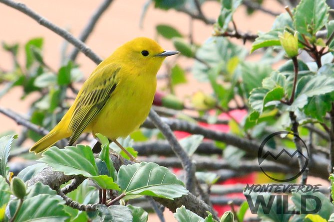 Birdwatching Tour at the Cloud Forest -Monteverde Wild- - Meeting and Ending Points