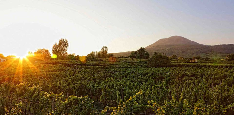 Boscotrecase: Vesuvius Wine Tasting Tour With Lunch - Inclusions and Benefits