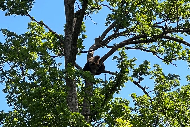 Bran (Dracula) Castle, Bear Sanctuary, Rasnov Fortress & Palinca Distillery - Visit to the Bear Sanctuary