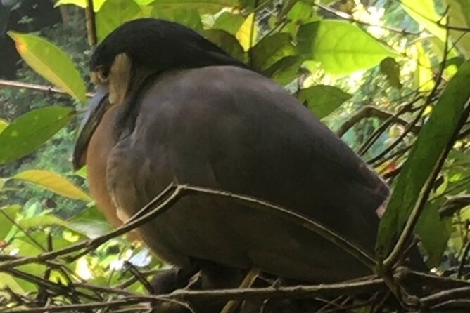 Canoe Tour Through Parque N. Tortuguero in Français, English, Español , Dutch - Booking Process