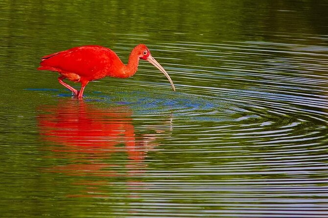 Caroni Swamp Wildlife Tour - Best Time to Visit