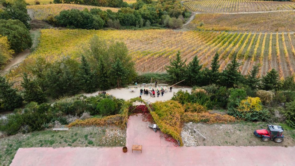 Castiglione in Teverina: Organic Wine Tour With Tasting - Accessibility Features