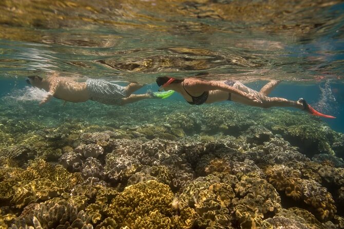 Cham Island Daily Tour - Snorkeling Experience - Tour Activities and Highlights