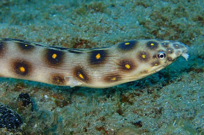 Champagne Reef Snorkeling Tour at Champagne Beach in Dominica - Gear and Equipment Provided