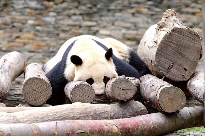 Chengdu Giant Panda Breeding Research Base Ticket - Visitor Reviews