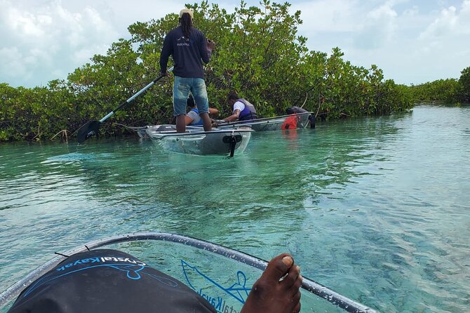 Clear Kayak Mangrove Eco Tour - Pricing and Booking Details