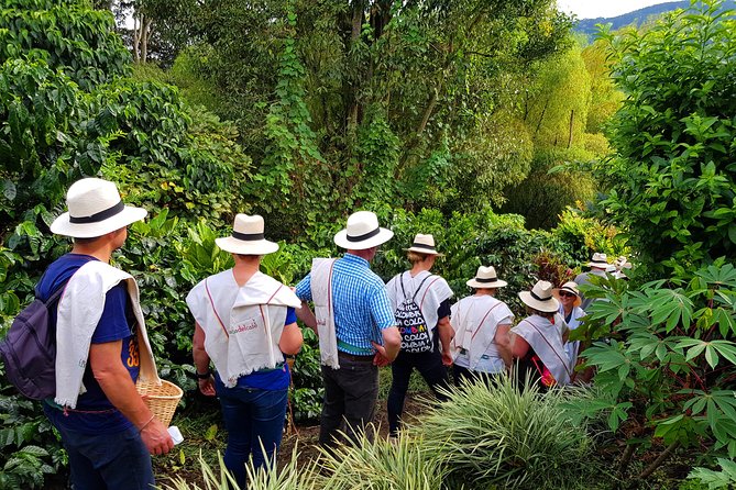 Coffee Tour at the Coffee Farm - What to Expect on the Tour