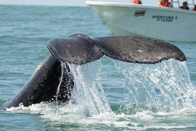 Combo Tour Marino Ballena National Park - Tips for a Great Experience