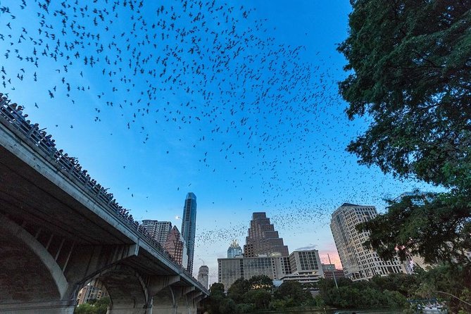 Congress Avenue Bat Bridge Kayak Tour in Austin - What to Expect on the Tour