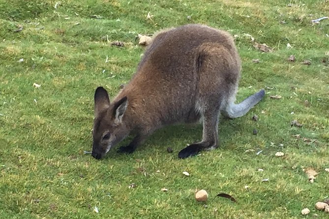 Cradle Mountain Day Tour From Launceston Including Lunch - Accessibility Information