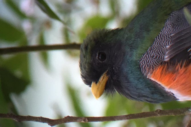 Curi Cancha Birding Tour With Esteban Daily Guided Tours - Traveler Testimonials