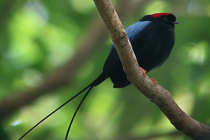 Curicancha Birdwatching Tour - Meeting Location