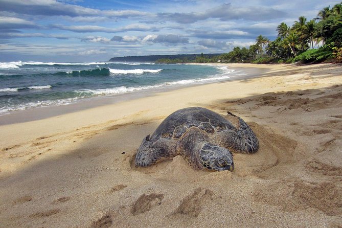 Custom Island Tour - for 4 to 5 People - up to 8 Hours - Private Tour of Oahu - Customer Experience Feedback