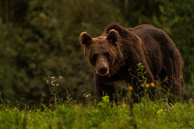 Day Trip & Bear Watching in the Land of Volcanoes - Safety and Accessibility Information