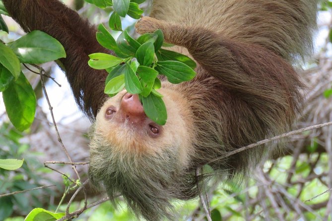 Day Trip From San Jose to Sloths & Other Wildlife Rescue Center - Accessibility and Comfort