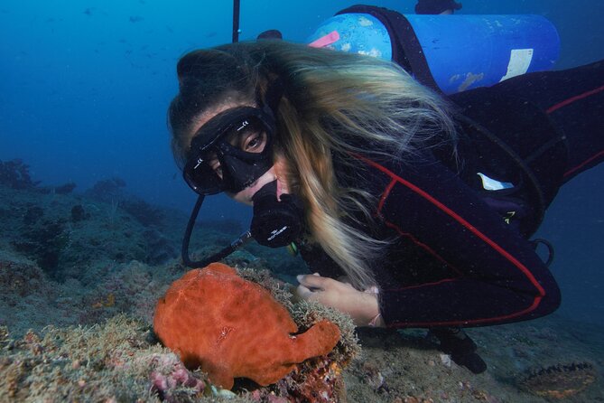 Diving Tour in Isla Del Caño for Certified Divers - Meeting and Pickup Information