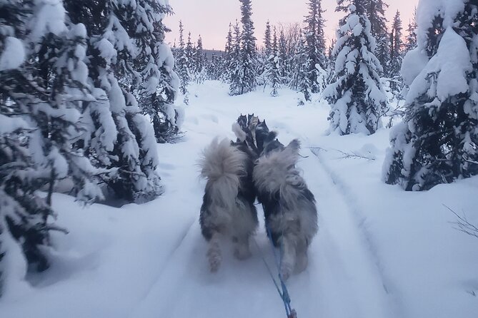 Dog Sled Adventure - What to Expect