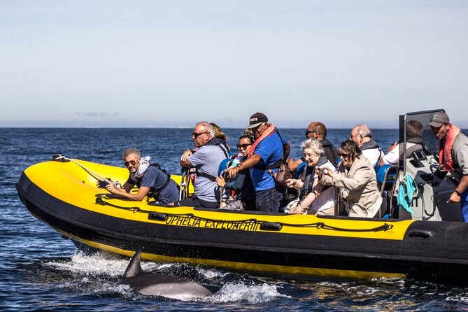 Dolphin Discovery - Additional Activities and Highlights