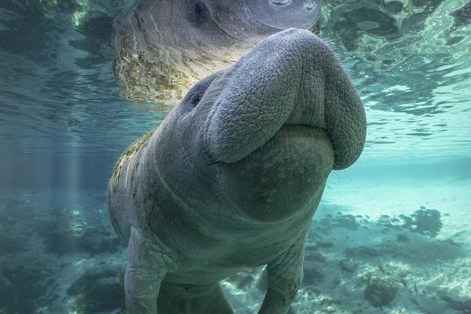 Dolphin & Manatee Kayaking Tour in Orlando Area - Kayaking Experience