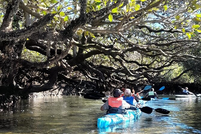 Dolphin Sanctuary Kayak Tour Adelaide - Essential Preparation