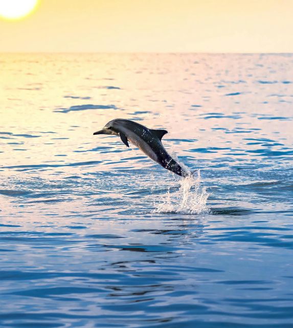 Dolphin & Whale Watching With Luxury Yacht - Experience Highlights