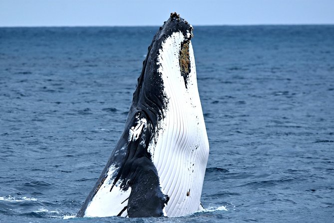 Educational Whale Watching Tour From Augusta or Perth - Meeting and Departure Locations