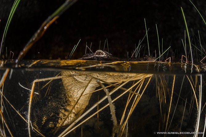Florida Everglades Night Airboat Tour Near Fort Lauderdale - Wildlife Sightings