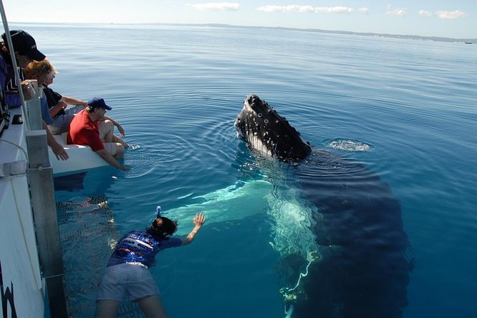 Fraser Island Whale Watch Encounter - Health and Safety Guidelines