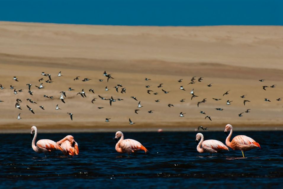 From Arequipa: Salinas Lagoon Full-Day Trip With Hot Springs - Unique Experiences